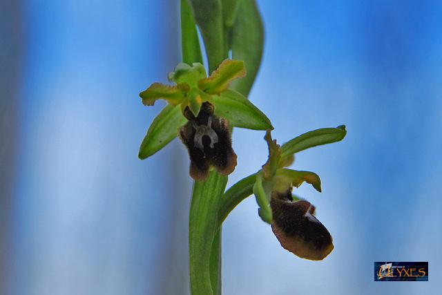 orchidea  spontanea.JPG